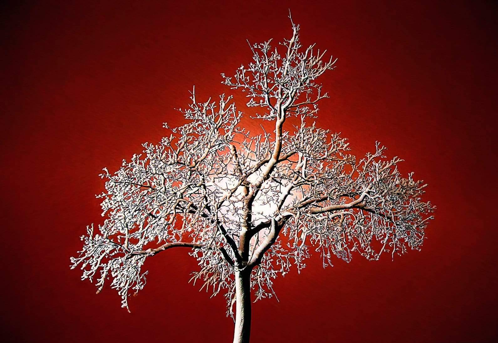 Winter Brilliance Tree - Milwaukee Wisconsin Photograph Bob Hundt Photography 